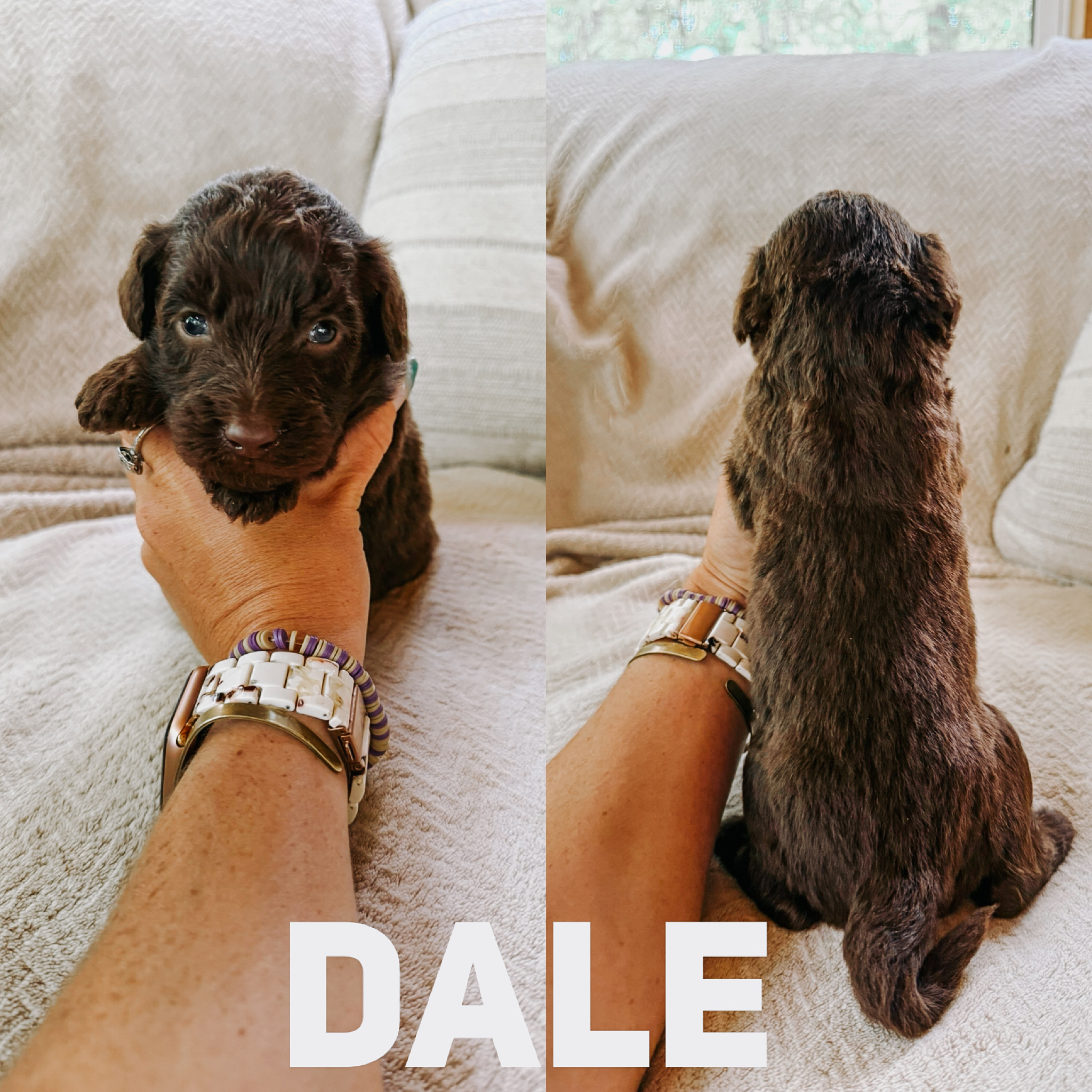 Dale  2